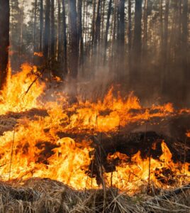 Бережімо наш Древлянський край: відповідальність у пожежонебезпечний період 2024 року
